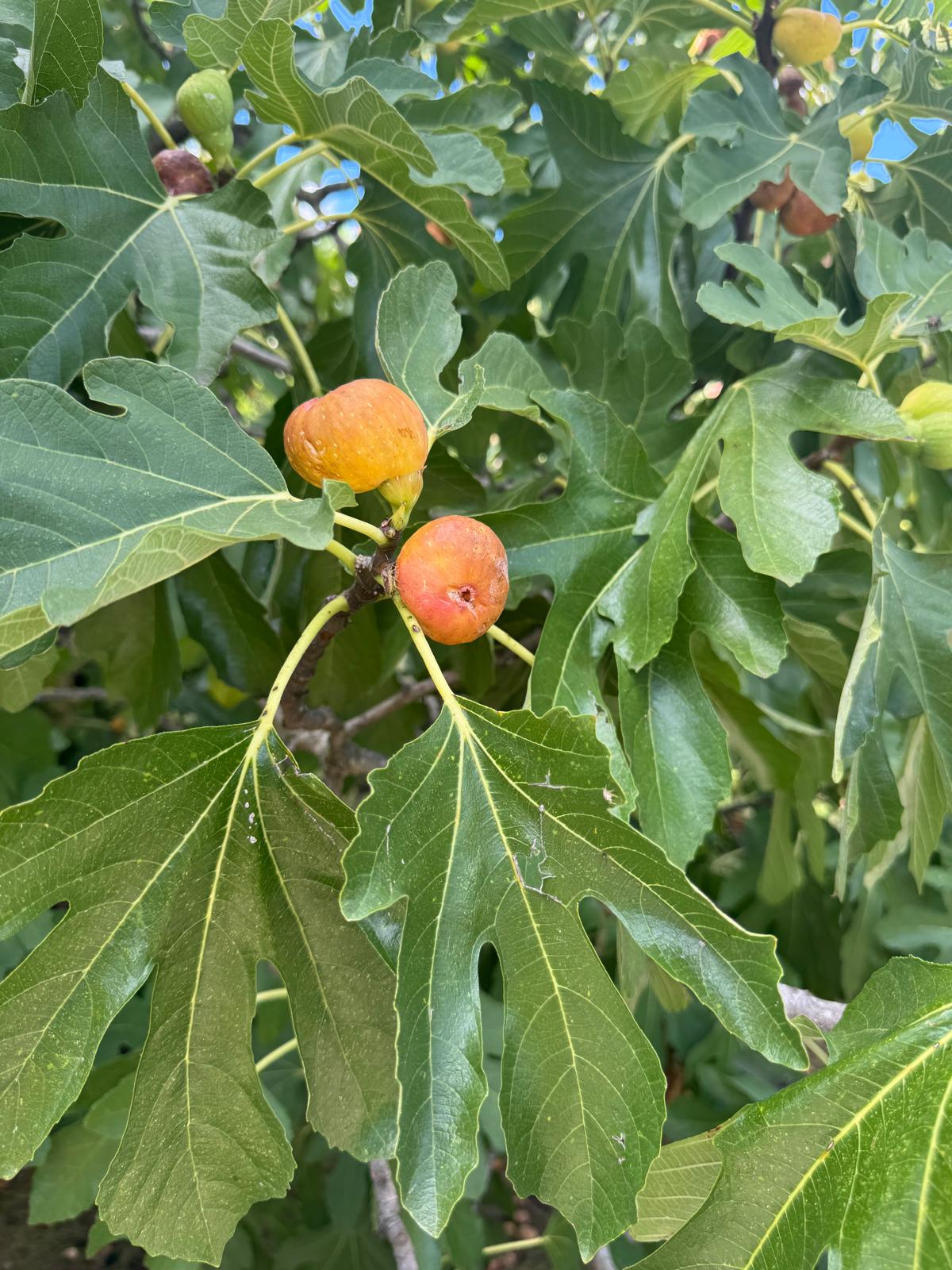 Figs, sunshine and friulane: the sweet taste of summer’s end